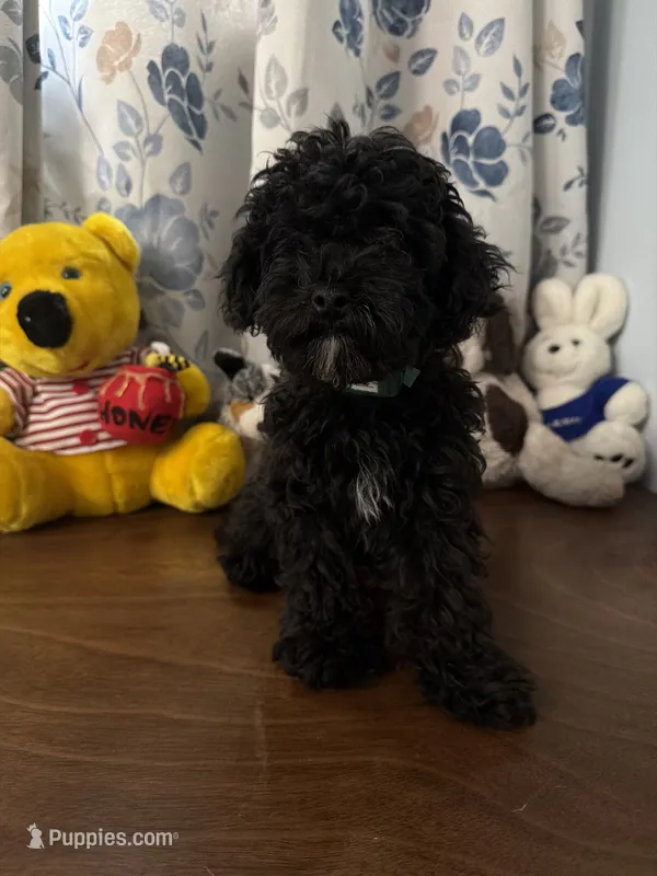 Joe  – Bichpoo puppy for sale in Durham, CT