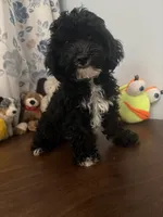 King, a male Bichpoo for sale in Durham, CT – 9 of 10