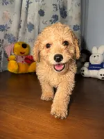 Sugar, a male Miniature Goldendoodle for sale in Durham, CT – 2 of 10