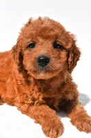 Fawn, a female Miniature Goldendoodle for sale in Durham, CT – 9 of 9