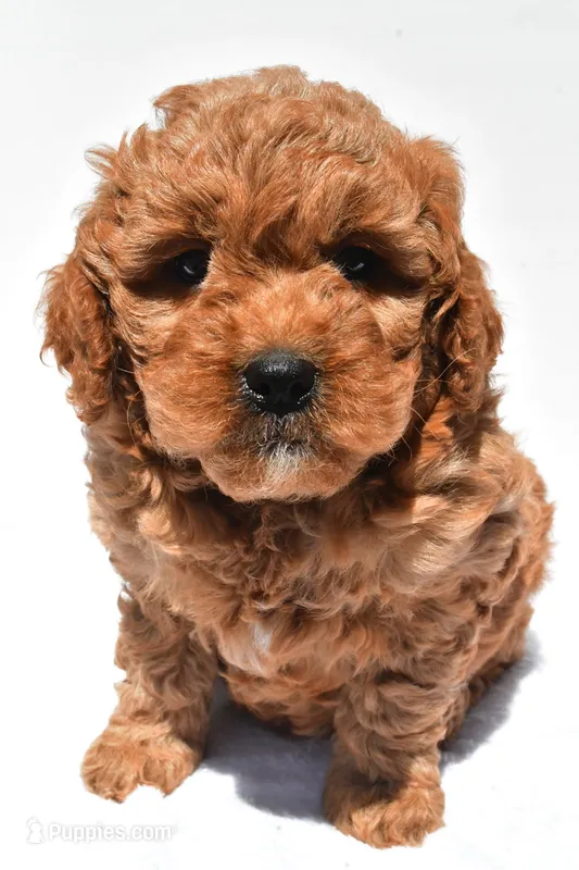 Ellie  – Miniature Goldendoodle puppy for sale in Durham, CT