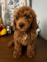 Bella, a female Miniature Goldendoodle for sale in Durham, CT – 8 of 10