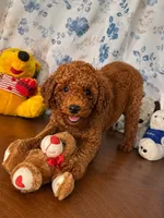 Brown, a male Poodle - Miniature  for sale in Durham, CT – 2 of 10