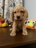 Maya, a female Cocker Spaniel for sale in Durham, CT – 4 of 10