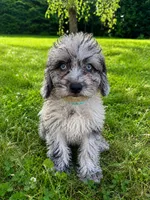 Lilly, a female Cavapoo for sale in Durham, CT – 10 of 10