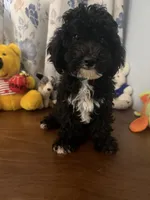 King, a male Bichpoo for sale in Durham, CT – 7 of 10