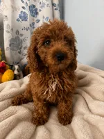 Bella, a female Miniature Goldendoodle for sale in Durham, CT – 3 of 10