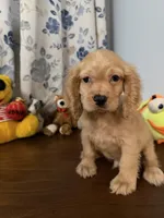 Maya, a female Cocker Spaniel for sale in Durham, CT – 7 of 10