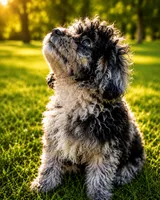 Joe , a male Cavapoo for sale in Durham, CT – 5 of 10