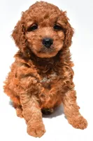 Frankie , a male Miniature Goldendoodle for sale in Durham, CT – 10 of 10