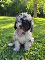 Lu, a female Cavapoo for sale in Durham, CT – 10 of 10