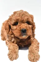 Ellie , a female Miniature Goldendoodle for sale in Durham, CT – 3 of 8