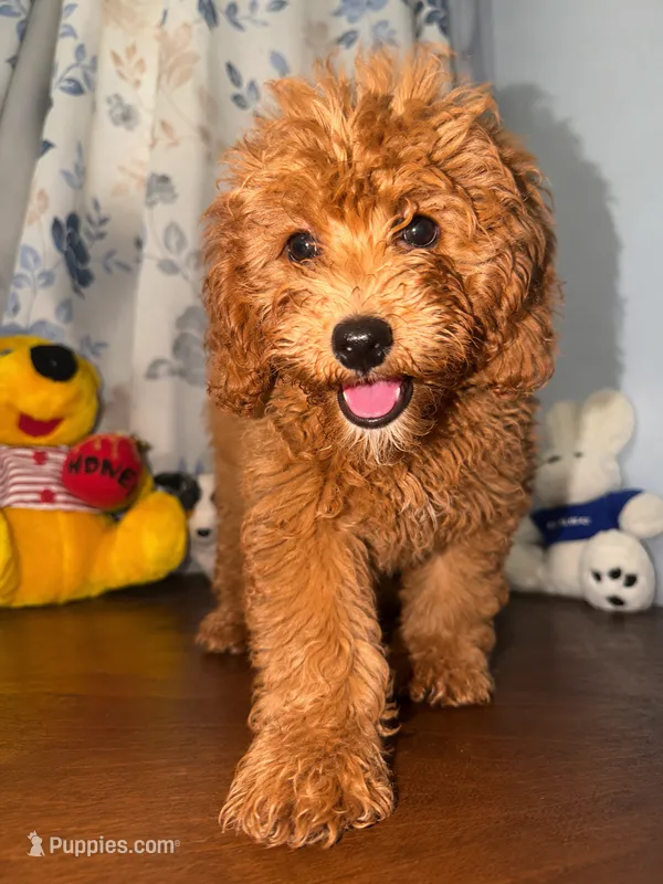 Milo – Miniature Goldendoodle puppy for sale in Durham, CT