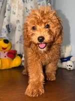 Milo, a male Miniature Goldendoodle for sale in Durham, CT – 1 of 10