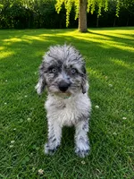 Lina, a female Cavapoo for sale in Durham, CT – 6 of 10