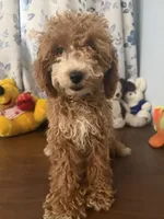 Manny, a male Havapoo for sale in Durham, CT – 10 of 10