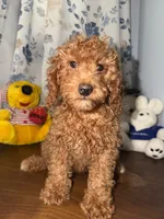 Daisey , a female Miniature Goldendoodle for sale in Durham, CT – 8 of 10