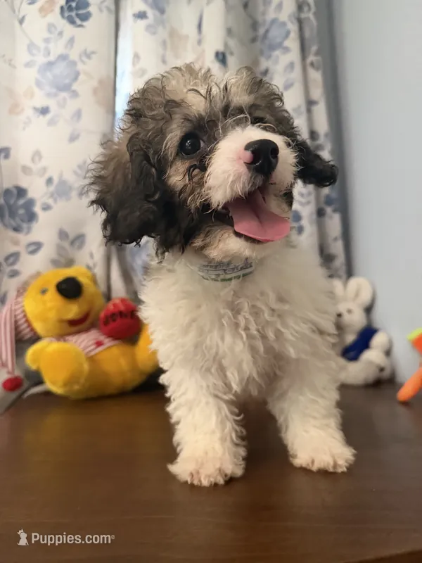 Bella  – Cockapoo puppy for sale in Durham, CT