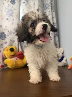 Bella , a female Cockapoo for sale in Durham, CT – 1 of 10
