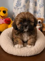 Cindy , a female Lhasa Apso for sale in Durham, CT – 5 of 10
