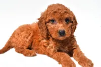 Fran, a female Miniature Goldendoodle for sale in Durham, CT – 9 of 9