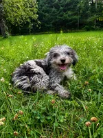 Lilly, a female Cavapoo for sale in Durham, CT – 5 of 10