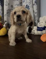 Lu, a female Cocker Spaniel for sale in Durham, CT – 7 of 10
