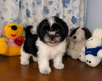 Fluffy , a male Shih Tzu for sale in Durham, CT – 2 of 10