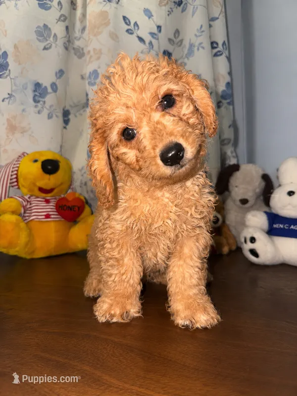 Bear – Miniature Goldendoodle puppy for sale in Durham, CT
