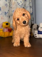 Bear, a male Miniature Goldendoodle for sale in Durham, CT – 1 of 10