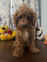 Lucy, a female Havapoo for sale in Durham, CT – 10 of 10