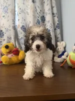 Bella , a female Cockapoo for sale in Durham, CT – 2 of 10