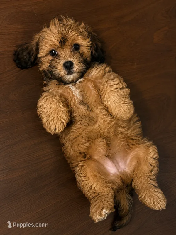 Lee – Shihpoo puppy for sale in Durham, CT