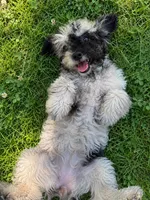 Lu, a female Cavapoo for sale in Durham, CT – 5 of 10