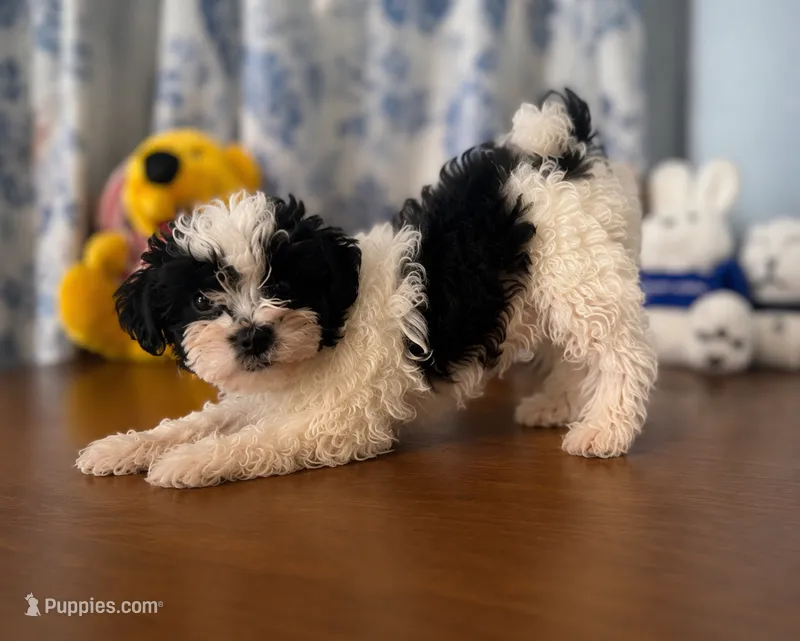 Lucy – Morkie puppy for sale in Durham, CT