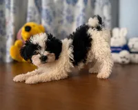 Lucy, a female Morkie for sale in Durham, CT – 1 of 10