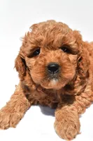 Ellie , a female Miniature Goldendoodle for sale in Durham, CT – 6 of 8