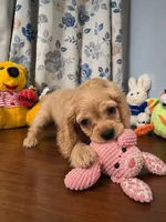 Jess, a female Cocker Spaniel for sale in Durham, CT – 4 of 10