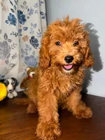 Milo, a male Miniature Goldendoodle for sale in Durham, CT – 6 of 10
