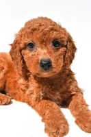 Fran, a female Miniature Goldendoodle for sale in Durham, CT – 4 of 9