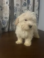 processed/c865317f-5552-4116-9d67-1710d93ef40f/listing/17a12b48-4973-495a-9258-952193fd85a9/811ed0f5-7a2e-453c-ae17-9535f7a80e55