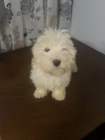 processed/c865317f-5552-4116-9d67-1710d93ef40f/listing/17a12b48-4973-495a-9258-952193fd85a9/83c29faa-ee5d-47d3-a163-791eb1b8413f