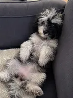 Lu, a female Cavapoo for sale in Durham, CT – 6 of 10