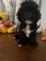 King, a male Bichpoo for sale in Durham, CT – 2 of 10
