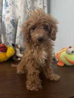 Lucy, a female Havapoo for sale in Durham, CT – 8 of 10