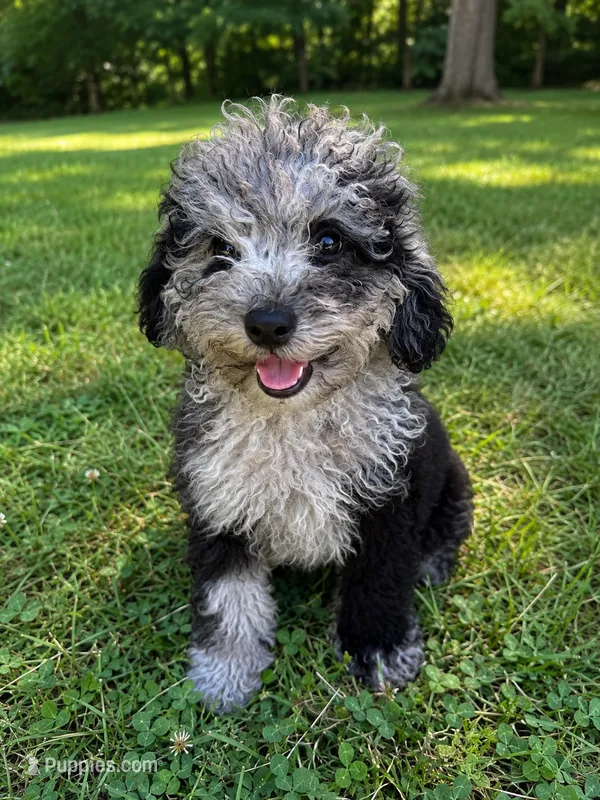 Joe – Cavapoo puppy for sale in Durham, CT