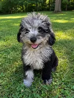 Lee, a male Cavapoo for sale in Durham, CT – 2 of 10