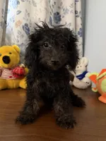Lu, a female Yorkipoo for sale in Durham, CT – 9 of 10