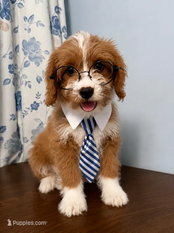 Milo – Cavapoo puppy for sale in Durham, CT