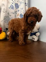 Brown, a male Poodle - Miniature  for sale in Durham, CT – 9 of 10